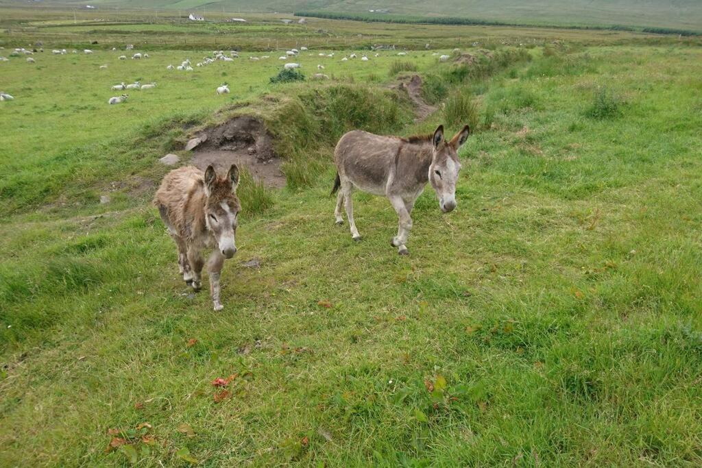 Skellig View Bluebell Rose & The Kerry Cliffs Apartment Portmagee ภายนอก รูปภาพ